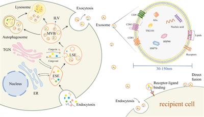 Exosomes in liver fibrosis: The role of modulating hepatic stellate cells and immune cells, and prospects for clinical applications